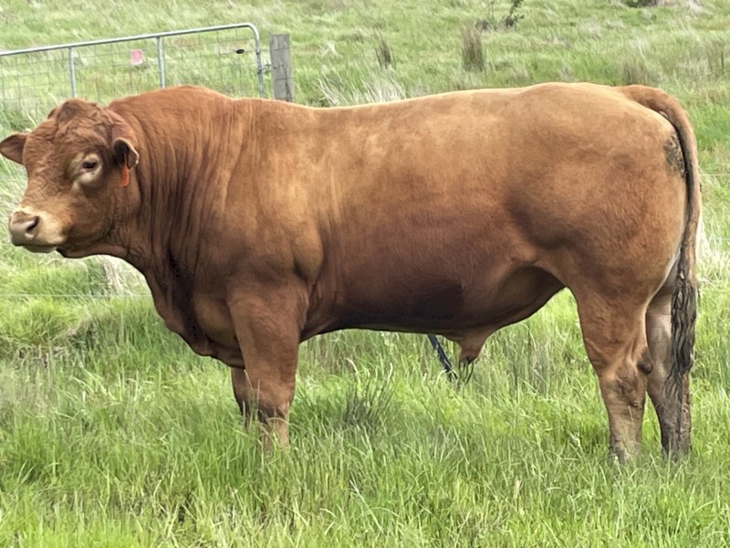 Limousin Bull. Red homo polled. Proven sire