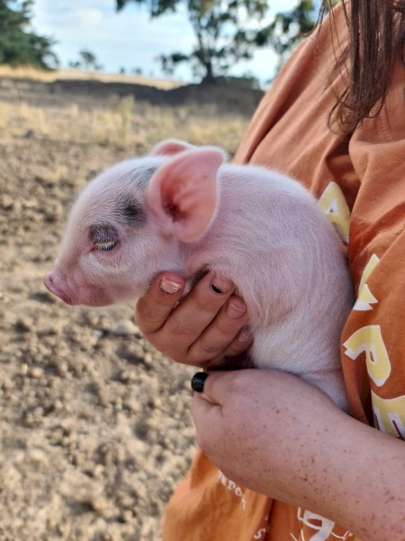 Miniature piglets available 