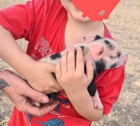 Miniature piglets available 