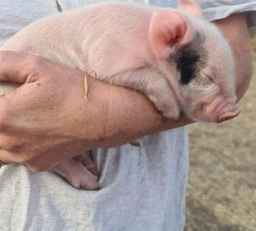 Miniature piglets available 