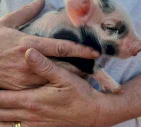 Miniature piglets available 