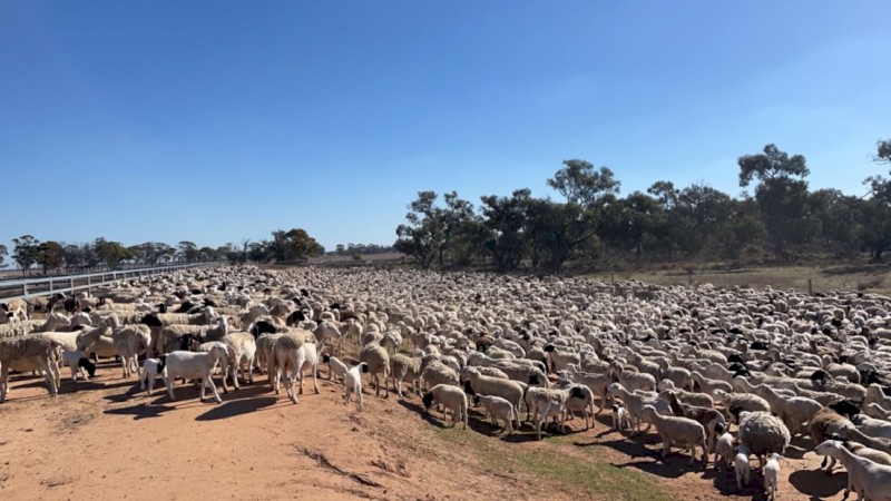 WANTED Dorper Sheep Agistment - NSW 5-10,000