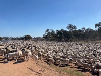 WANTED Dorper Sheep Agistment - NSW 5-10,000