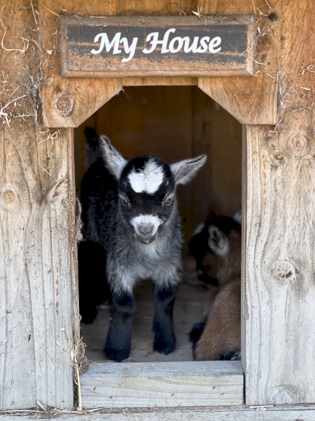 Pygmy Goats for sale 