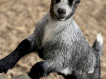 Pygmy Goats for sale 