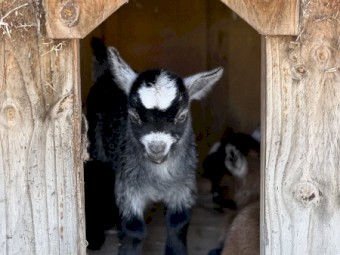 Pygmy Goats for sale 