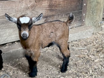 Pygmy Goats for sale 