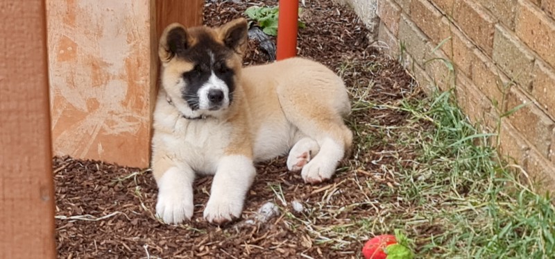 American Akita Puppy 