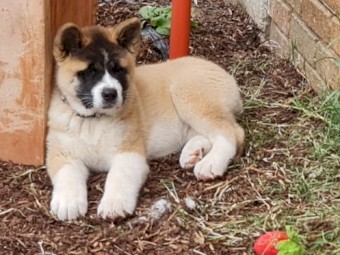 American Akita Puppy 