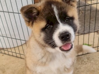 American Akita Puppy 