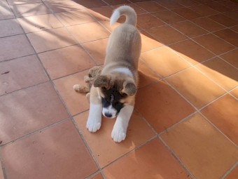 American Akita Puppy 