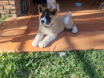 American Akita Puppy 