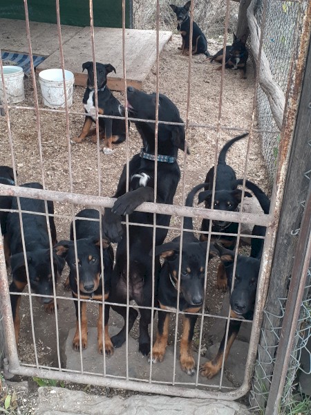 Kelpie pups,very keen