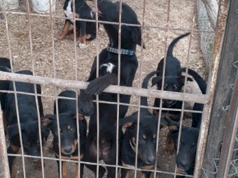 Kelpie pups,very keen