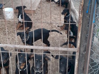 Kelpie pups,very keen