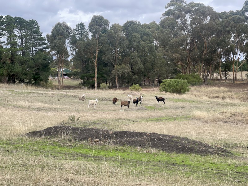 Mixed Breed Sheep for sale - 10 Ewes, 1 ram