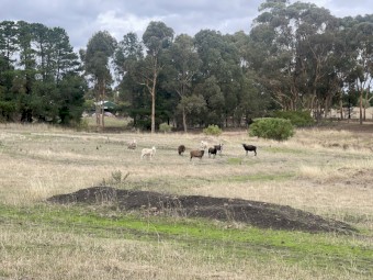 Mixed Breed Sheep for sale - 10 Ewes, 1 ram