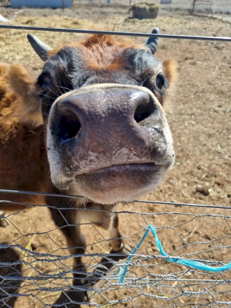 Angus Cross Jersey steers