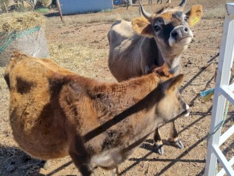 Angus Cross Jersey steers