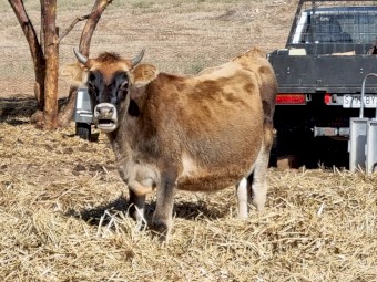 Angus Cross Jersey steers