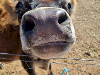 Angus Cross Jersey steers