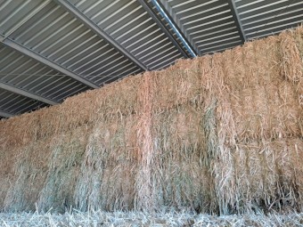 SSS Sorghum Hay current season