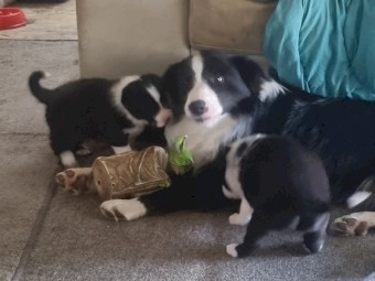 Purebred Border Collie Pups