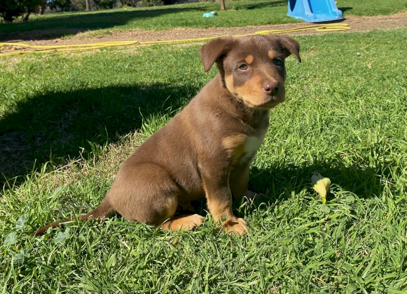 Kelpie Pups 1 x male red and tan, 1 x male black and tan