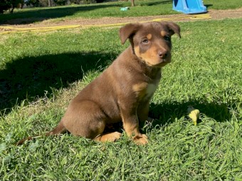 Kelpie Pups 1 x male red and tan, 1 x male black and tan