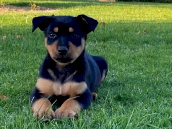 Kelpie Pups 1 x male red and tan, 1 x male black and tan