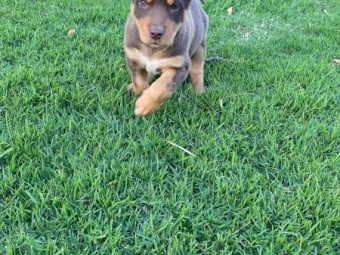 Kelpie Pups 1 x male red and tan, 1 x male black and tan