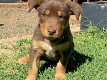 Kelpie Pups 1 x male red and tan, 1 x male black and tan