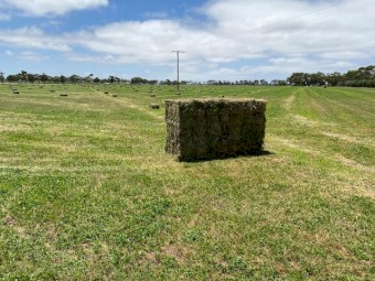 Lucerne Hay in small squares