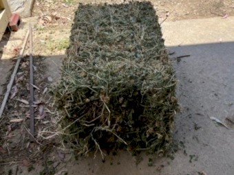 Lucerne Hay in small squares