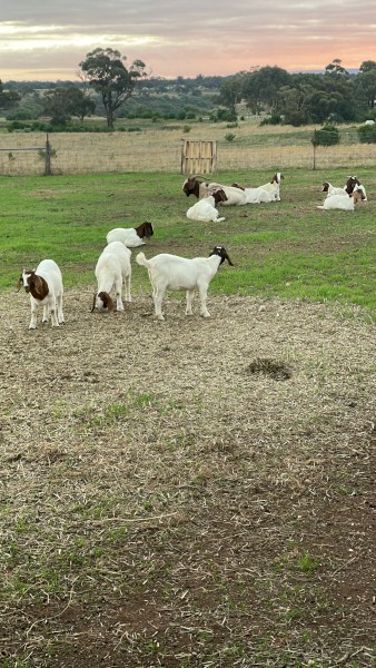Boer goats