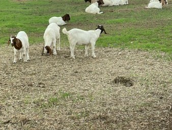 Boer goats