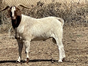 Boer goats