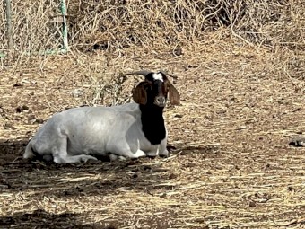 Boer goats
