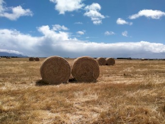 200mt  Wheaten and Ryegrass Hay 360kg Rolls