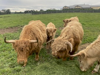 Pure Highland calves