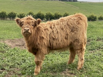 Pure Highland calves