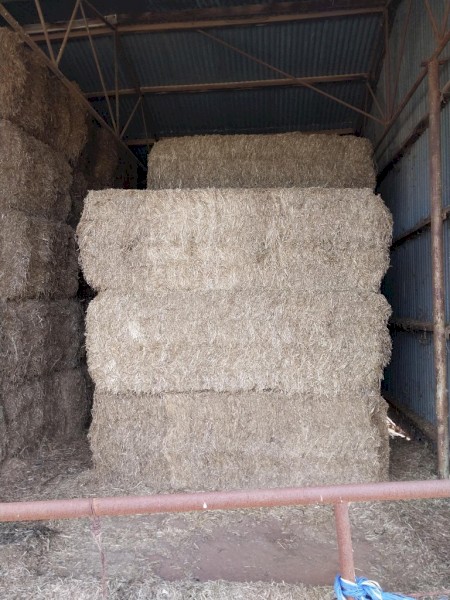 19/20 Season Vetch Hay