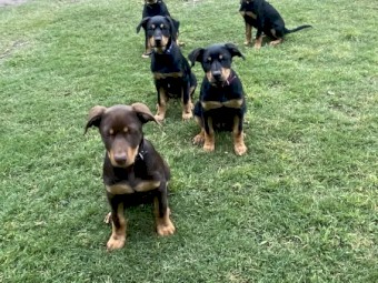 Purebred kelpies 
