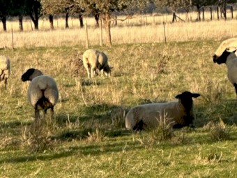 South Suffolk ewes