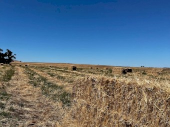 40 Oaten Hay 3x3x8 Big Bales - stored outside $40 per bale