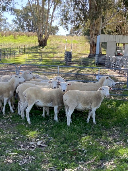 18 Australian white station mated ewe lambs