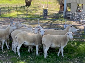 18 Australian white station mated ewe lambs
