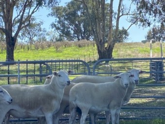 18 Australian white station mated ewe lambs