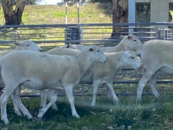 18 Australian white station mated ewe lambs