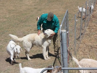 Maremma Pups